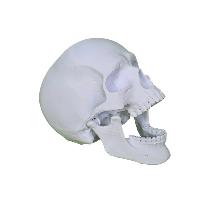 Model de Craniu Articulat