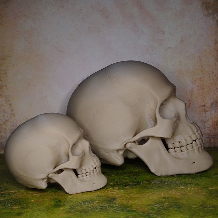 Model de Craniu Articulat